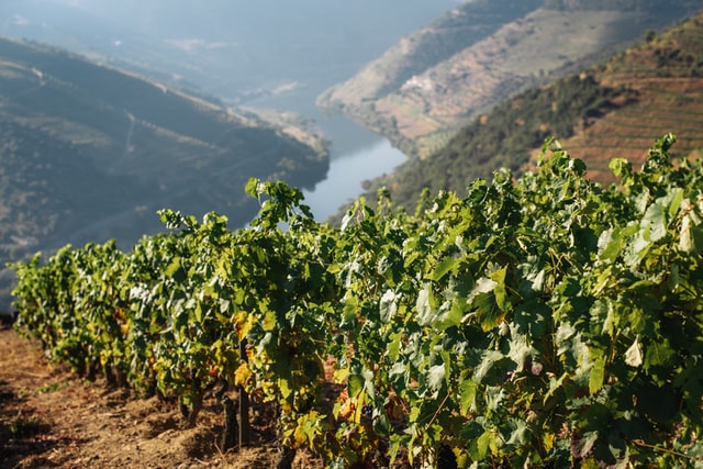 Find out More About Portuguese Wines and Production Regions