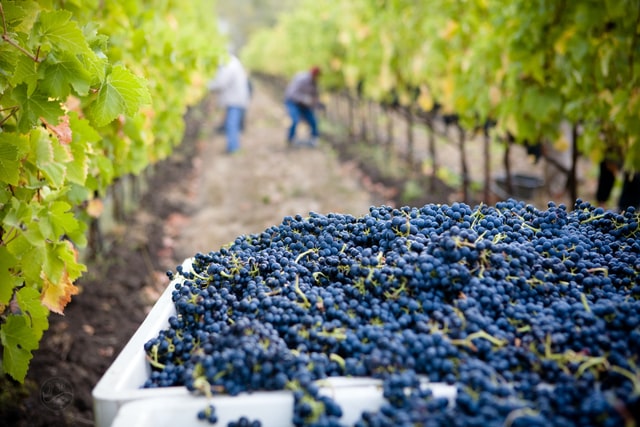 “Vindimas” the Grape Harvest Season in Portugal